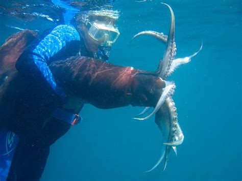 A diver releases a Humboldt squid. These cephalopods grow to 1.5 meters in length and are known ...