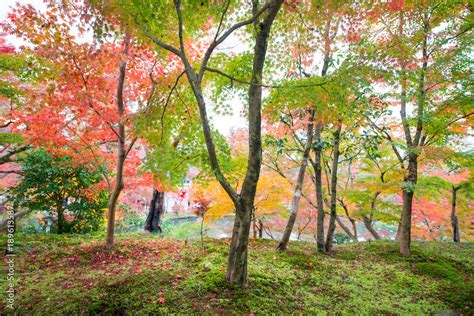 Maple trees with fall foliage colors at Eikando temple Stock Photo ...