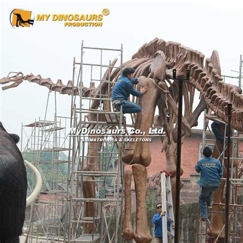 Biggest Dinosaur Ever Argentinosaurus Skeleton for Sale