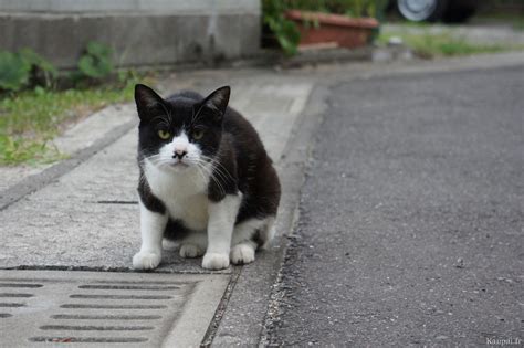 Japon, un pays de chats