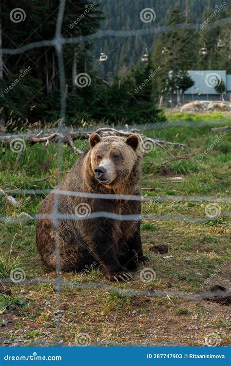 Grizzly Bear in the Grizzly Habitat Atop Grouse Mountain Stock Image ...