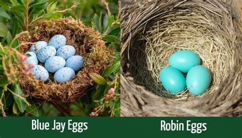 Blue Jay Eggs vs. Robin Eggs: How to Tell the Difference - Optics Mag