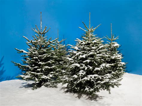 White Christmas tree – Christmas tree artificial snow