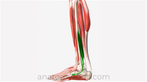 Peroneus Brevis - Origin, Insertion, Action, 3D Model | AnatomyZone