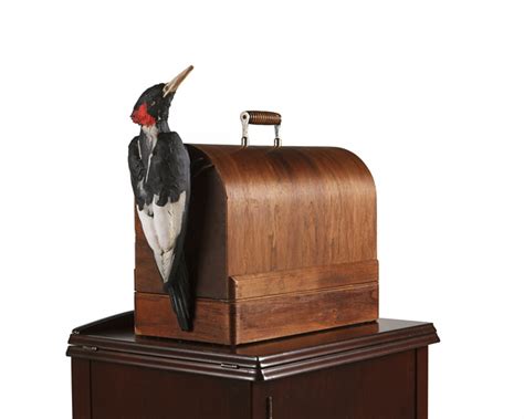 Sightings (Ivory-billed Woodpecker)2015 - www.sara-angelucci.ca