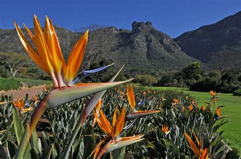 Kirstenbosch National Botanical Gardens awarded Global Top Destination