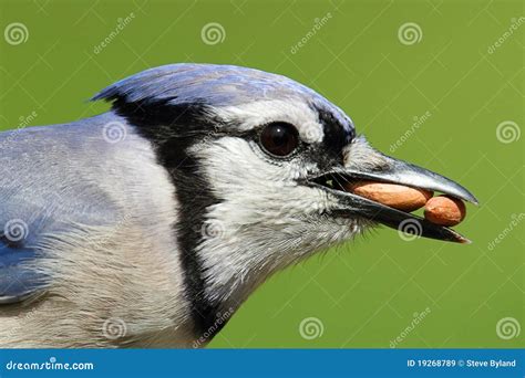 Blue Jay Eating Peanuts Royalty Free Stock Images - Image: 19268789