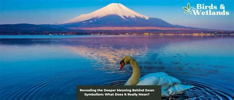 Revealing the Deeper Meaning Behind Swan Symbolism - Birds & Wetlands