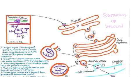 Insulin - Insulin Synthesis - Insulin Choices