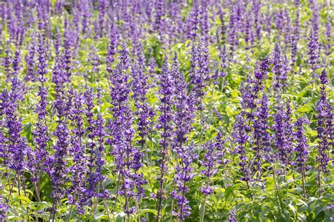 Blue Salvia plant 12604546 Stock Photo at Vecteezy