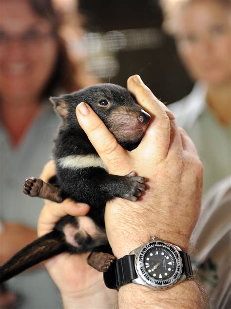 Four Cute Tasmanian Devil Babies Born at the Taronga Zoo! | POPSUGAR Pets