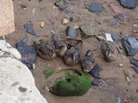 Gadwall Ducklings - The HUDSON RIVER PARK Companion