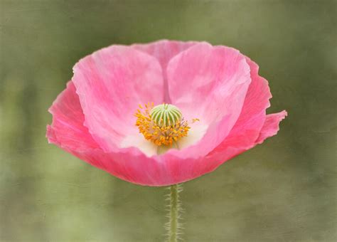 Pink Poppy Flower Photograph by Kim Hojnacki - Fine Art America