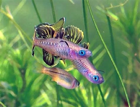 Blue-Eyed Tenellus Tropical Rainbowfish | Arizona Aquatic Gardens