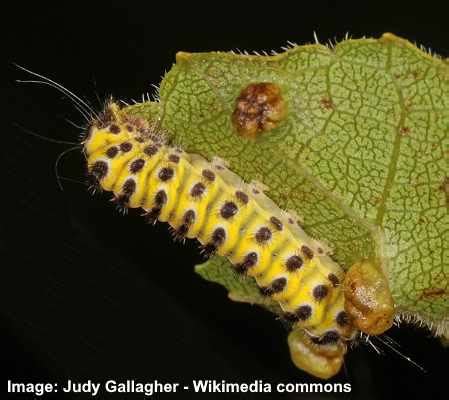 35 Black and Yellow Caterpillars (With Pictures) – Identification Guide