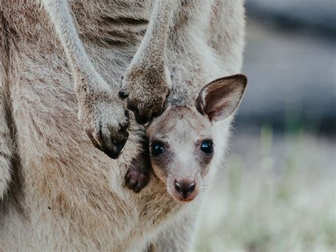 Joey in kangaroo pouch | Australia travel, Nature photography trees ...