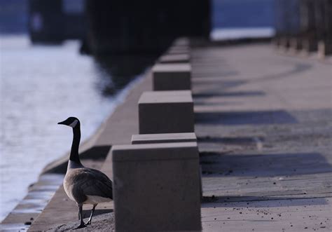 Parking to be restricted this week on Mon Wharf | Pittsburgh Post-Gazette