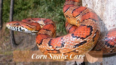 10 Things You Should Know Before You Get A Corn Snake