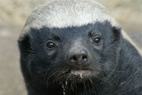 The African Honey Badger, world's most fearless animal | InformAfrica.com