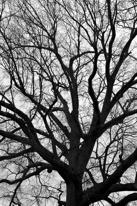 Barren Tree At Winter Time Free Stock Photo - Public Domain Pictures