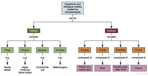 Introduction to Microbiology - Study Solutions