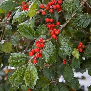 American Holly Tree Seeds ilex Opaca 20seeds - Etsy