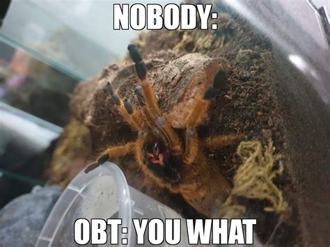 Pin on Funny tarantulas