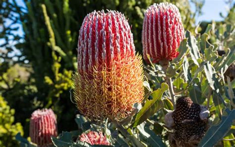 How To Grow A Banksia Tree | Lawn.com.au