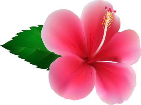 Hibiscus clipart plumeria, Hibiscus plumeria Transparent FREE for ...