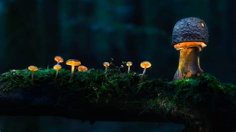 Glowing Mushroom HD Wallpaper, HD Artist 4K Wallpapers, Images and ...