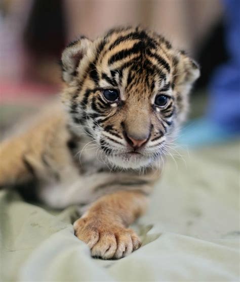 Baby Tiger Petting Zoo | Pets Animals US