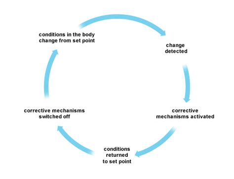 Feedback Mechanisms - Homeostasis