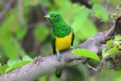 African Emerald Cuckoo bird photo call and song/ Chrysococcyx cupreus ...