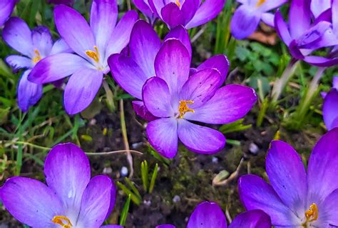 Elfen-Krokus - Crocus tommasinianus - woodland crocus 01 | Flickr