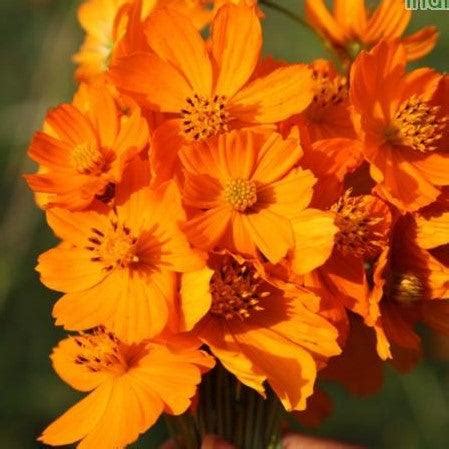 Buy Beautiful Cosmos sulphureus Plants Online - Add a Pop of Color to — Kadiyam Nursery