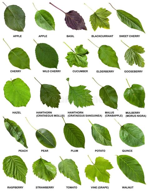 Tree Leaf Identification Poster