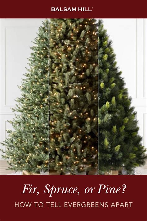 Discover the Distinctive Features of Popular Christmas Tree Evergreens