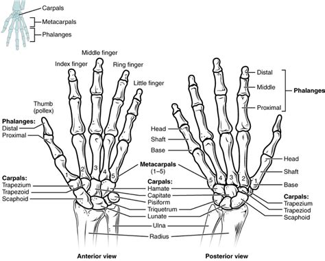 Thumb - Pollex Bones – Hand - Knowlative