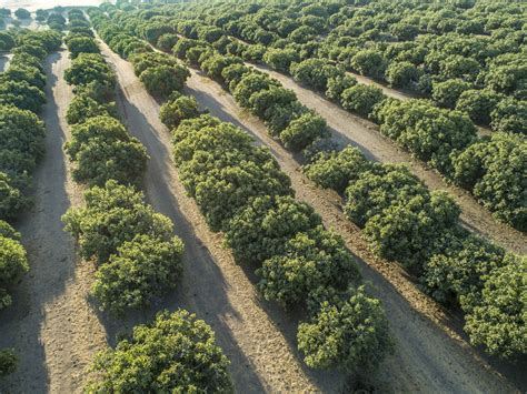 Why California? - California Figs - California Figs