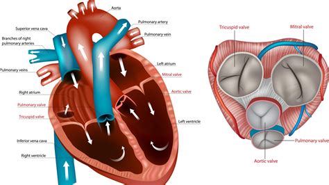 Is Atrial Fibrillation Ablation During Open-heart Surgery Safe ...