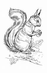 Squirrel With Acorn Template Coloring Pages sketch template