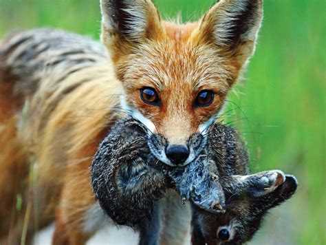 Canadian Geographic Photo Club - Winners of the 2012 Wildlife Photography of the Year Competition