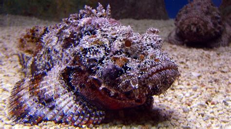 Stonefish First Aid - Treatment for Envenomation from Stonefish Sting