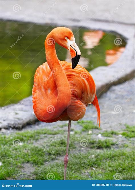 Tropical Bird Flamingo stock photo. Image of african - 78580710