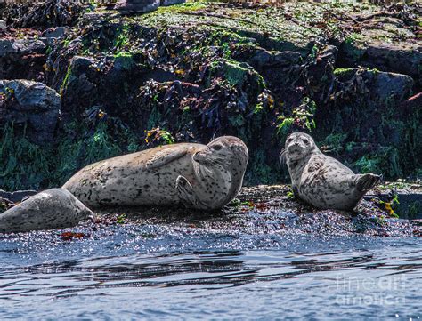 Harbor Seal Pup Photograph by Jim Chamberlain - Fine Art America