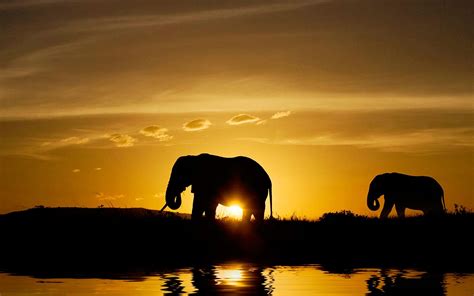 Elephant Sunset Wallpapers - Top Free Elephant Sunset Backgrounds ...