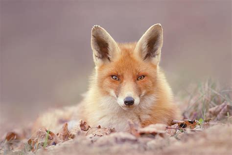 Autumn Fox Photograph by Roeselien Raimond - Fine Art America