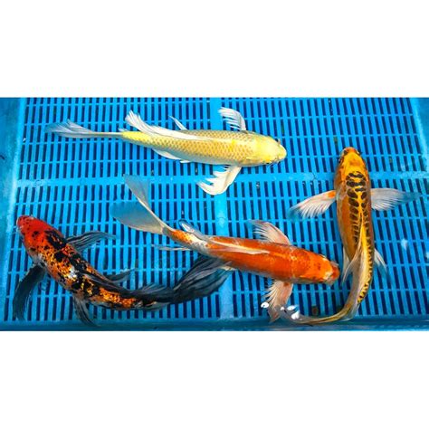 Butterfly Koi for Sale | Blue Ridge Koi & Goldfish