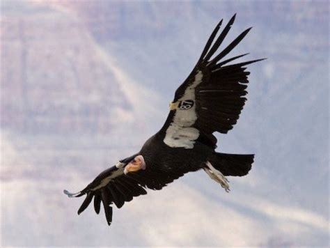 California Condor Facts for Kids - Interesting Facts and Information • Kids Animals Facts