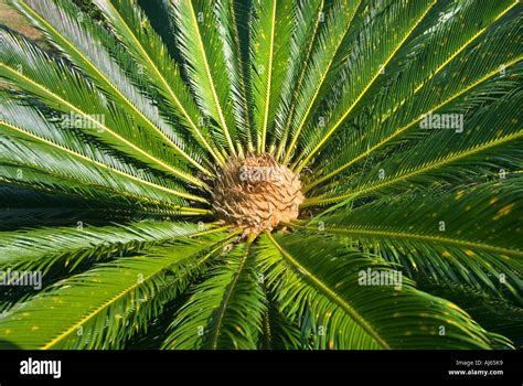 Cycas revoluta palmfern fern palm tree Cycadales Cycadopsida Stock Photo: 8362488 - Alamy